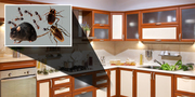 Pest Control - Flies Treatment Service – Philadelphia PA