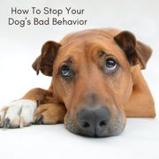 Is Your Dog’s Bad Behavior Stressing You Out? Then Read This