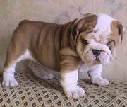 English bulldogs puppies for a new home